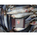 Export gefrorener BQF -Fisch Sardinen Rohstoffpreis